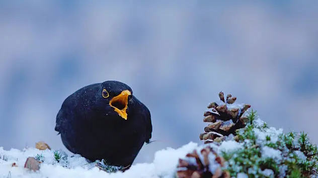 I giorni della merla tra leggende e previsioni di freddo intenso