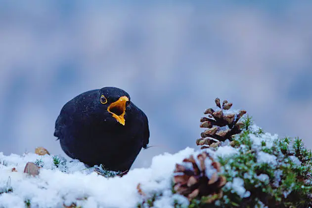 Blackbird in wintertime,Eifel,Germany.