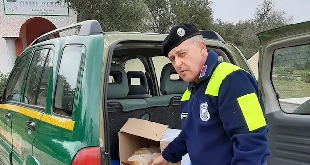 Tortolì. Agonizzante in mezzo a un cespuglio. Le guardie ecozoofile salvano un cane