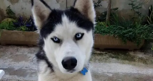 Lasciano il cane solo in casa, accende il microonde e da fuoco alla casa