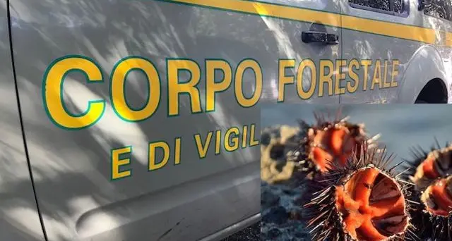Cagliari. Forestale sequestra 10 chili di ricci. Erano sottomisura