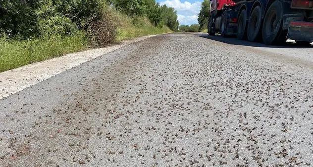 Emergenza cavallette, allarme della Coldiretti \"tutto tace\"