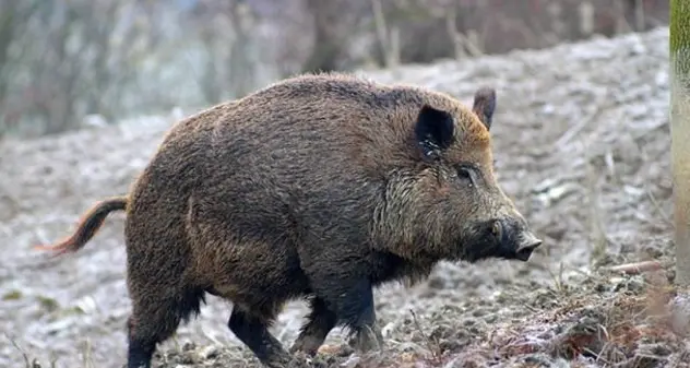 Stop caccia al cinghiale a febbraio, ma la Regione Sardegna è contraria