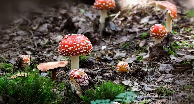 Intossicazioni da funghi: le raccomandazioni dell’Assl di Oristano