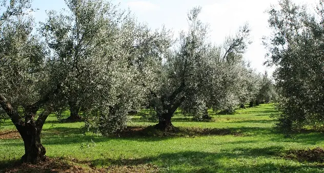 La raccolta delle olive fermata da una frana