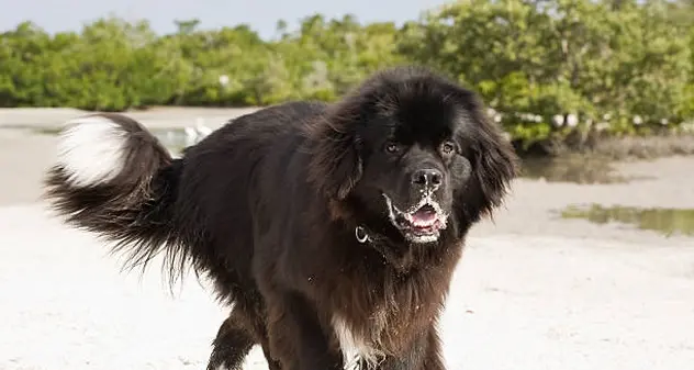 Bimbo di 18 mesi azzannato al volto da un cane di razza Terranova