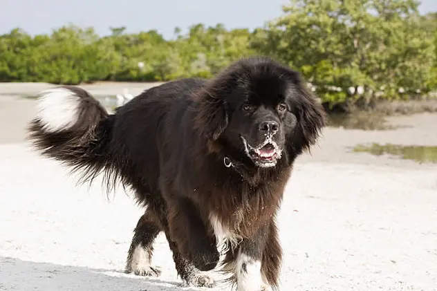 A huge Newfoundland having a fun morning at the beach in Southwest Florida.