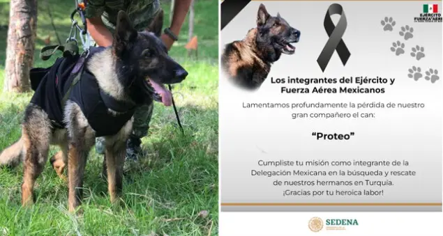 Terremoto, il cane da soccorso Proteo muore di fatica mentre cerca superstiti