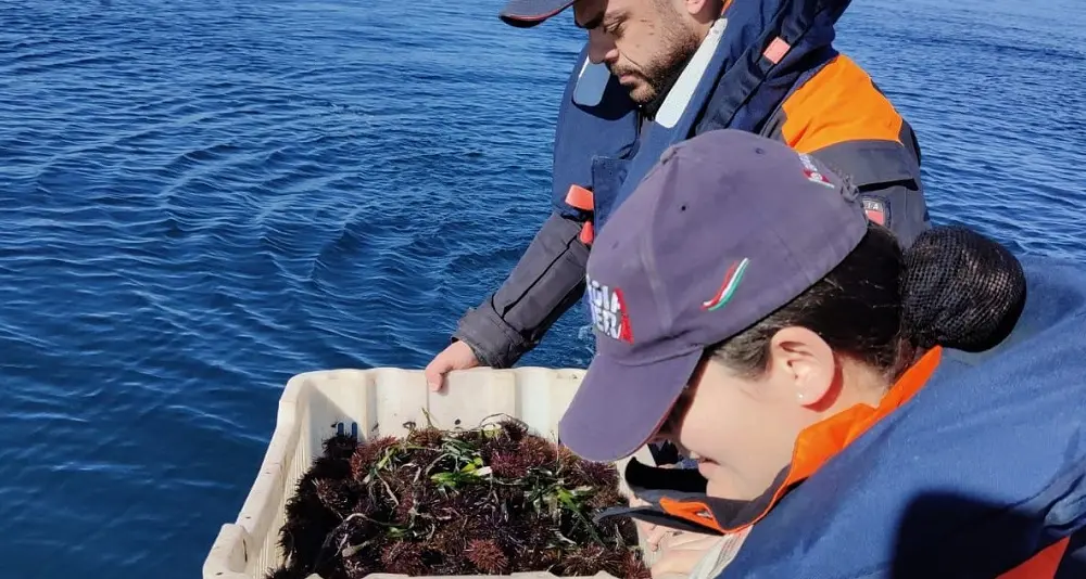 Pesca abusiva a Olbia, sequestrati 2mila ricci di mare