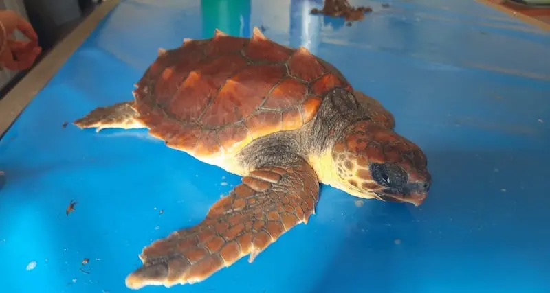 Nuovo arrivo al Centro Crama dell’Asinara: è un giovane esemplare di Caretta caretta