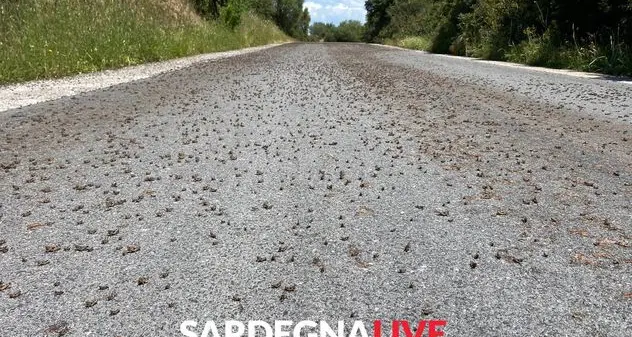 Lotta alle cavallette: incontro col prefetto di Nuoro per il supporto dell’esercito