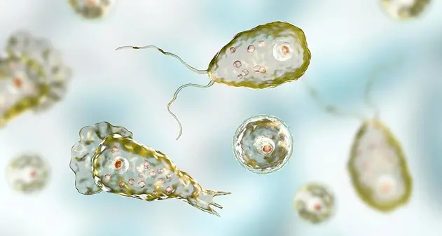Ameba mangia cervello nell'acqua del rubinetto: muore un uomo