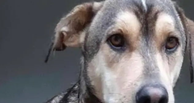 Oniferi. Morto il cane legato a un’auto e trascinato