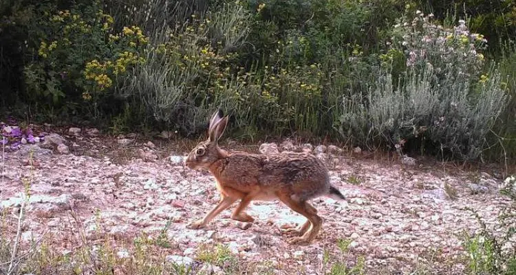 Presentata dalla Lega una modifica della legge che norma la caccia in Sardegna