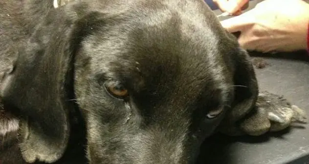 Muravera. Ha legato il cane all’auto e lo ha trascinato per diversi chilometri