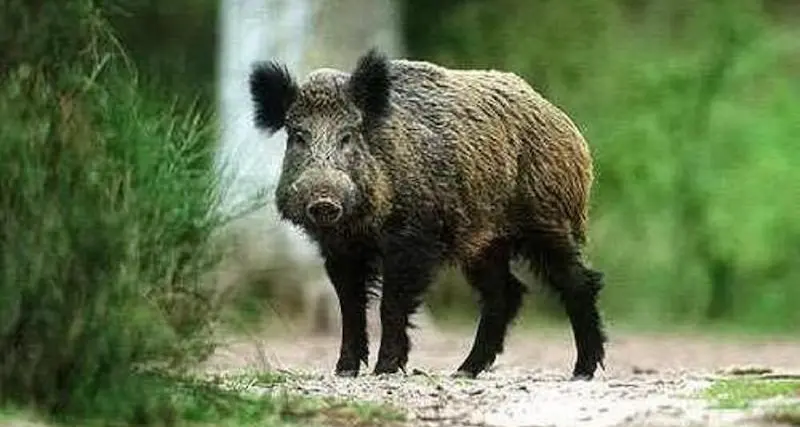 Positivo alla trichinella: cinghiale abbattuto a Oliena