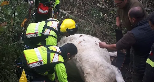 Mucca precipita in un dirupo: salvata dai Vigili del fuoco