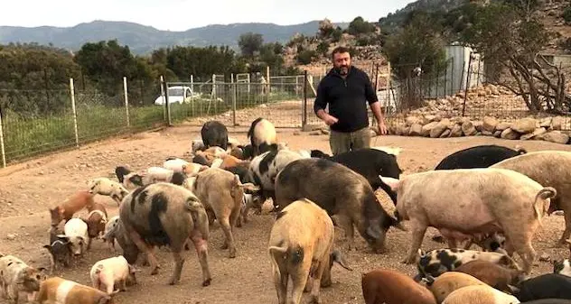 La rabbia di un allevatore di suini a Talana. “Chiarezza sulle restrizioni o pronto ad azioni eclatanti”