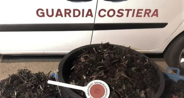 Guardia Costiera: sequestrati oltre 2mila ricci di mare