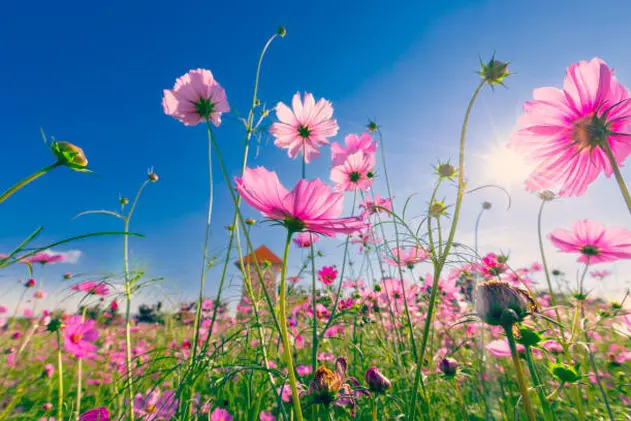 Natural view cosmos filed and sunset on garden background