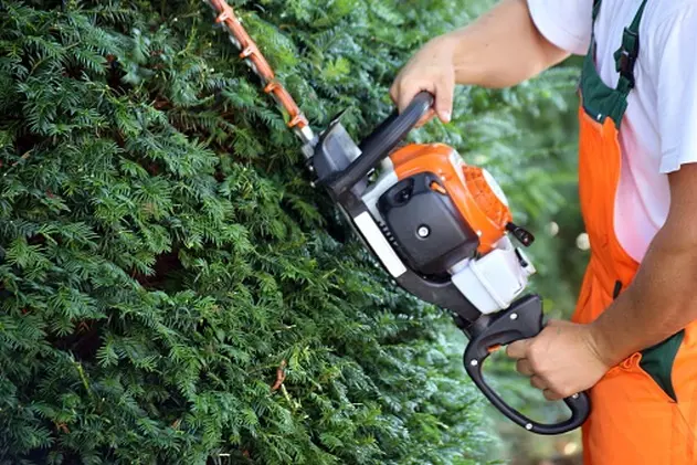 Pruning and cutting hedges with chainsaw