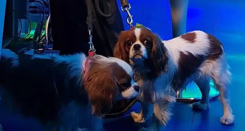Tv, Mentana conduce il tg coi cagnolini Nina e Bice