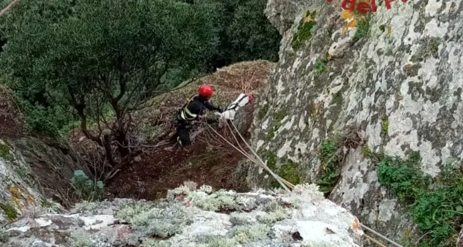 Capra precipita in un dirupo a Tergu, salvata dai Vigili del fuoco
