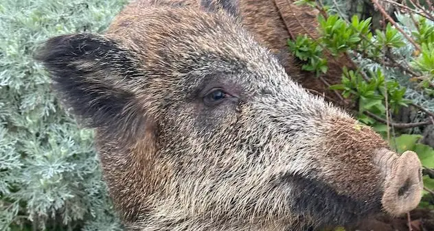 La cinghialetta ferita Maddy sarà curata dai veterinari di Bonassai