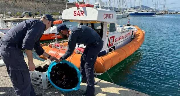 Mille ricci pescati illegalmente ad Alghero, multa da 4mila euro