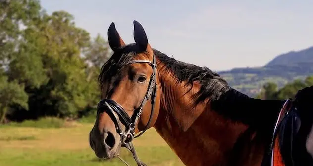 Lanusei. Si avvicina a un cavallo e viene scalciata al volto. Grave una donna