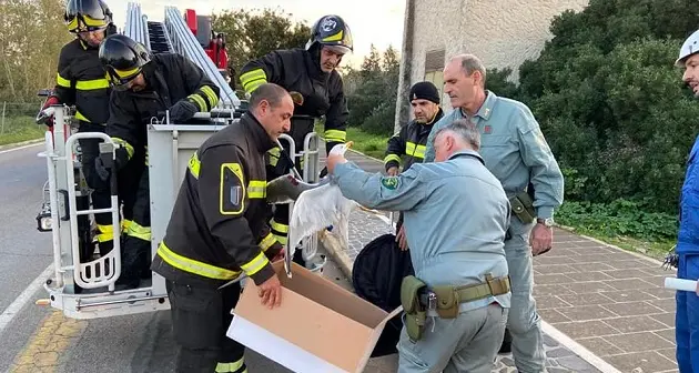 Gabbiano impigliato tra i fili dell’alta tensione, i Vigili del Fuoco lo salvano