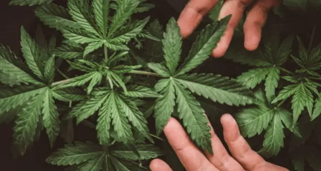 Cannabis, 22,3% studenti scuole superiori l'ha fumata, studio su generazione Z