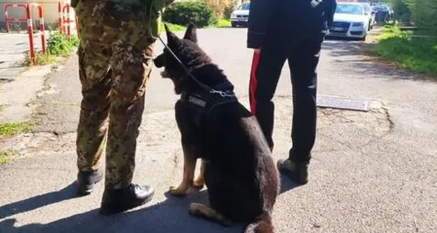 Droga nascosta nei bagni della scuola trovata da Black, il cane dei carabinieri