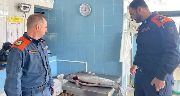 Golfo Aranci. Pesce spada sequestrato e devoluto in beneficenza dalla Guardia Costiera