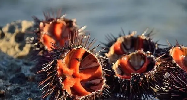 Chiosco di ricci abusivo nel Poetto di Quartu: 16 irregolarità in dieci anni