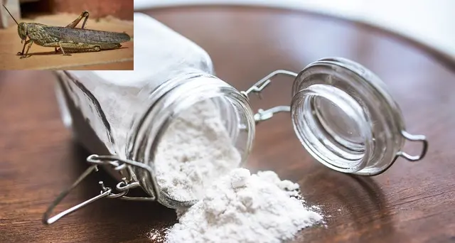 Alimenti: italiani ostili a farina di grillo, solo poco più di uno su 10 proverebbe prodotti