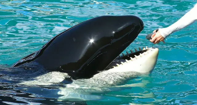 Lolita, l'orca tornata in libertà dopo 50 anni in un acquario