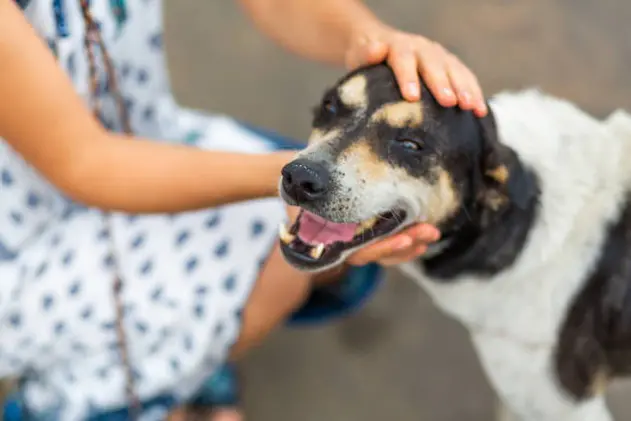 The girl communicates with a stray dog on the street. Pet the dog.