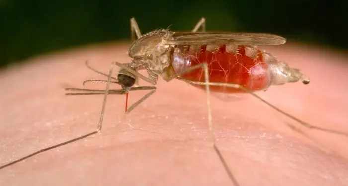 Nuoro. Il ragazzo colpito dalla malaria sta meglio e reagisce alle cure