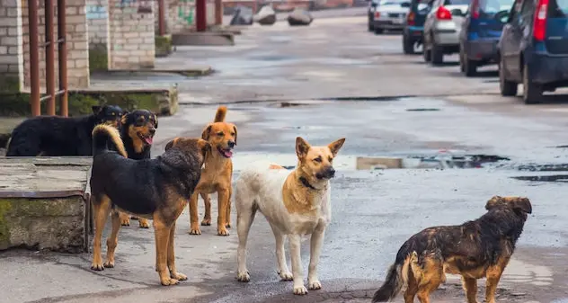 Lega. Mozione in Consiglio: intervento contro randagismo e sevizie nei confronti degli animali