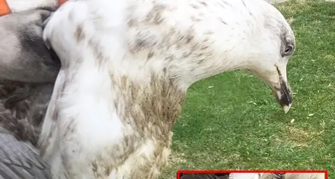 Gabbiano ferito e denutrito salvato dalla Compagnia Barracellare: è in cura al Centro Fauna Selvatica di Monastir