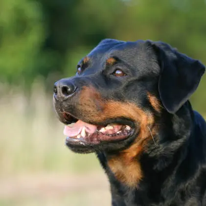 Donna di 50 anni azzannata al volto dal rottweiler di famiglia