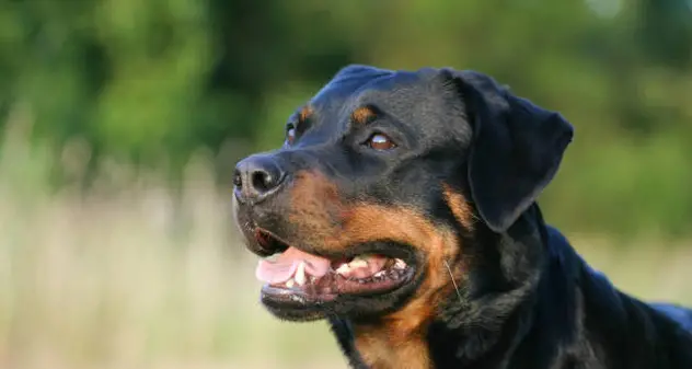 Uccisa dal rottweiler del fratello: i carabinieri costretti a sparare al cane