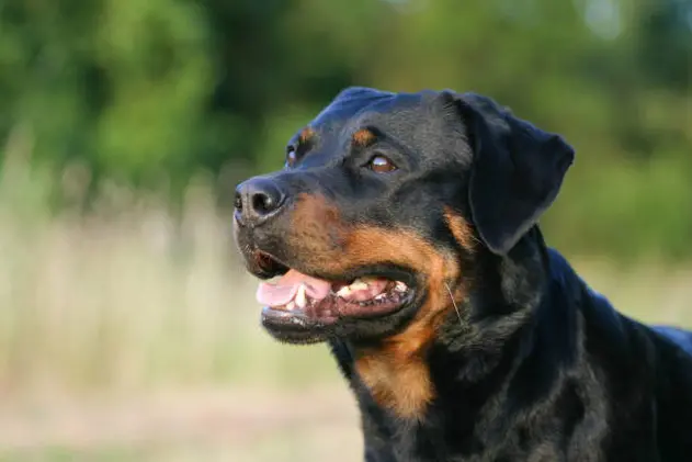 A friendly Rottweiler in the \\nnature