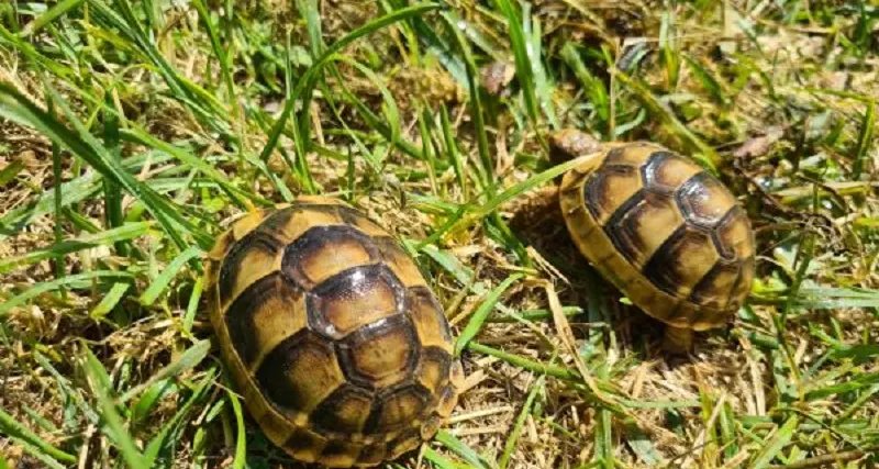 Trexenta: vendono online tartarughe protette, in tre nei guai