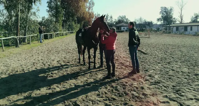 Sartiglia 2020. Idonei 113 cavalli