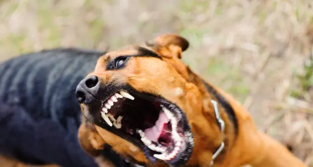 Bambina di sei anni sbranata dai cani del vicino: i due animali soppressi