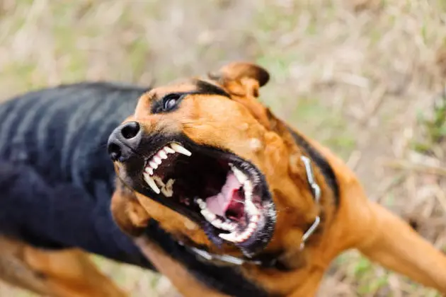 angry dog with bared teeth