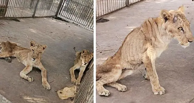 Leoni scheletrici, zoo lager in Sudan. Scatta la campagna: «Salviamoli». VIDEO