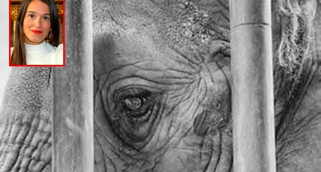 Camilla Soru, Pd: “Circo in città, agli animali ci pensiamo un’altra volta. La nostra proposta? Bocciata”